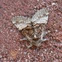 Colacasia coryli (Nut-tree Tussock).JPG